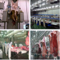 Ox Veal Beaf Processing Plant Equipment Cattle Slaughter Machine